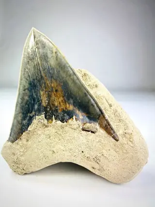 Megalodon - GORGEOUS colours - Megalodon Tooth "Sword in