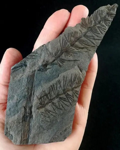 Fossiele plant met uitzonderlijk behoud!! - Paardenstaart