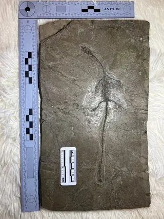 Hyphalosaurus - Bot - 30×17×1.2 cm