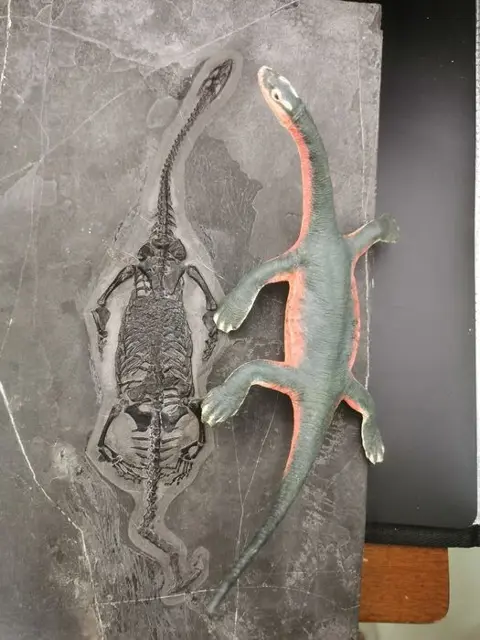 Fossiel - Op matrix - BIG Keichousaurus sp.+ Model -