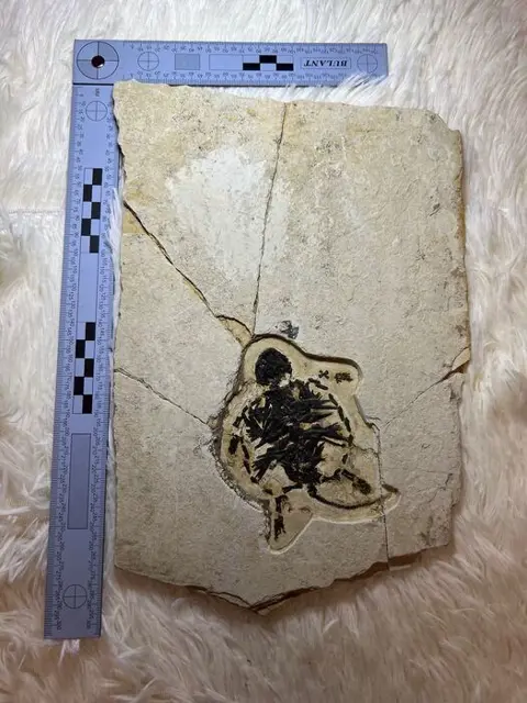 Schildpad - Bot - 28×18×1 cm