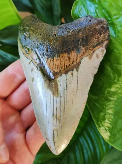 Megalodon - Tand - 117×79×23 mm