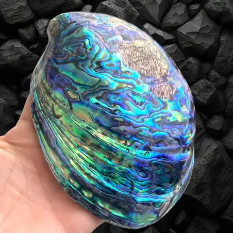 Geweldige Multicolr parelmoer schelp Buitengewone Haliotis