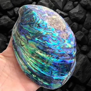 Geweldige Multicolr parelmoer schelp Buitengewone Haliotis