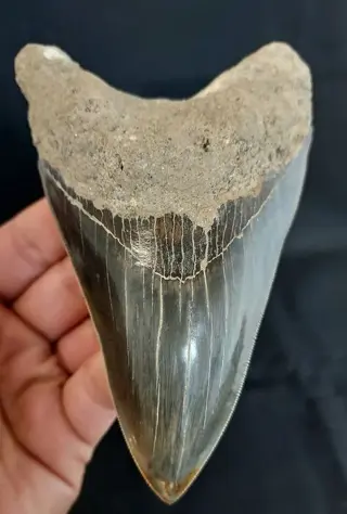 Megalodon - Tand - long dark lower jaw - 14×8.9×2.6 cm