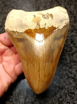 Megalodon - Tand - 132×97×27 mm