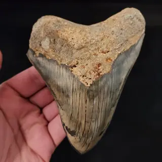 Megalodon - Tand - stunningly beautiful HUGE DARK MEGALODON