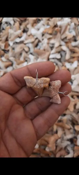 Haai - Gebit - 1.5×1×2.5 cm