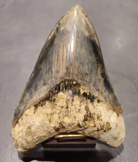 Megalodon - Tand - * NICE COLOR * - 2.9×10.6×13.9 cm