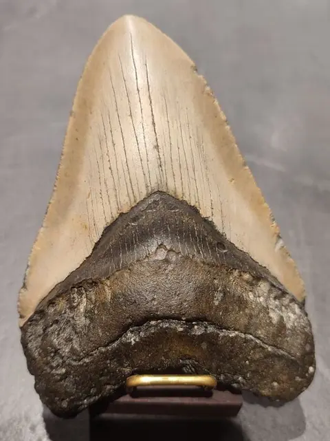 Megalodon - Tand - Carcharocles Mégalodon - 2.4×8.9×12.9 cm