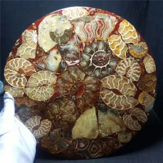 Fossiele ammoniet schijf exemplaar - 250×250×6 mm