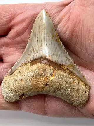 Kwaliteit Megalodon-tand, - 7,4 cm - Carcharocles megalodon