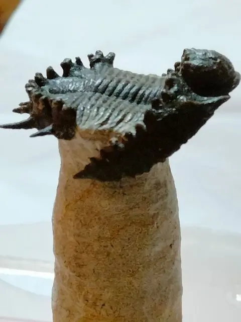 Trilobiet - Op matrix - Akantharges mbareki