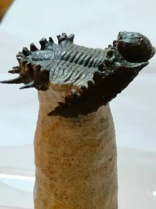 Trilobiet - Op matrix - Akantharges mbareki