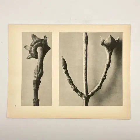 Karl Blossfeldt (1875-1932) - La plante