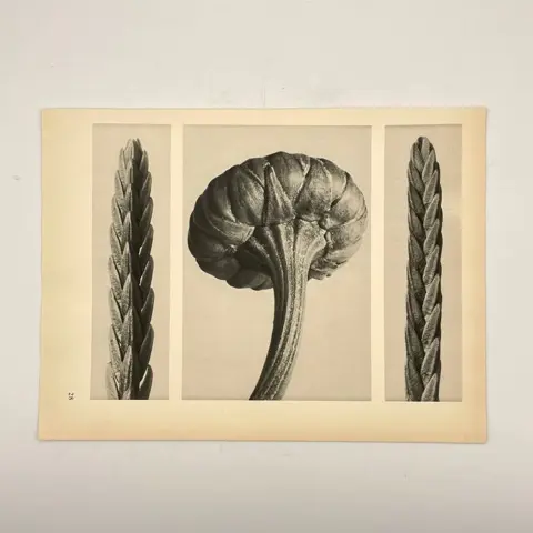 Karl Blossfeldt (1875-1932) - La plante