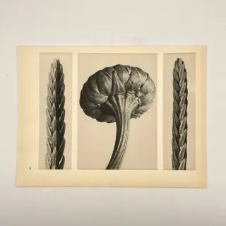 Karl Blossfeldt (1875-1932) - La plante