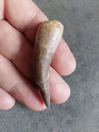 Perfect 1 Een zeer grote tand van de