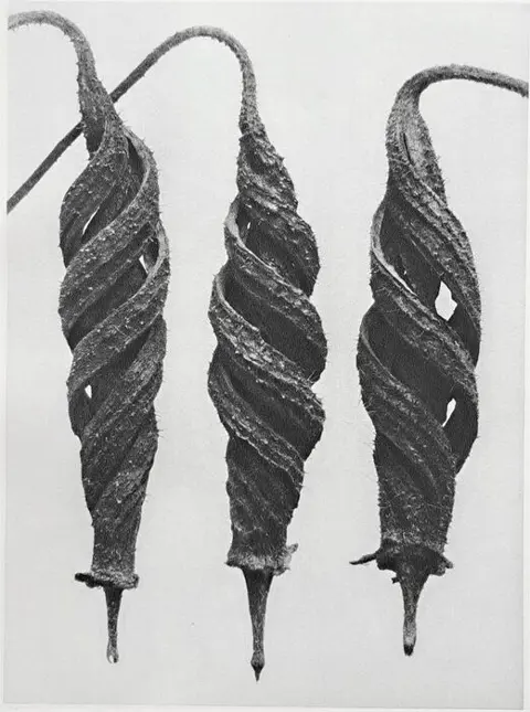 Karl Blossfeldt (1865-1932) - Cajophara lateritia -La