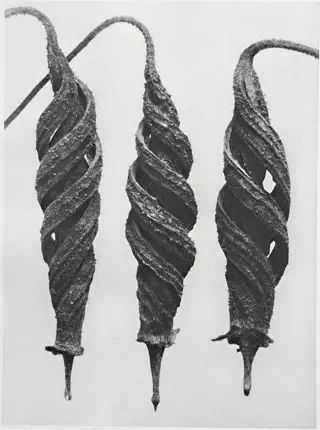 Karl Blossfeldt (1865-1932) - Cajophara lateritia -La