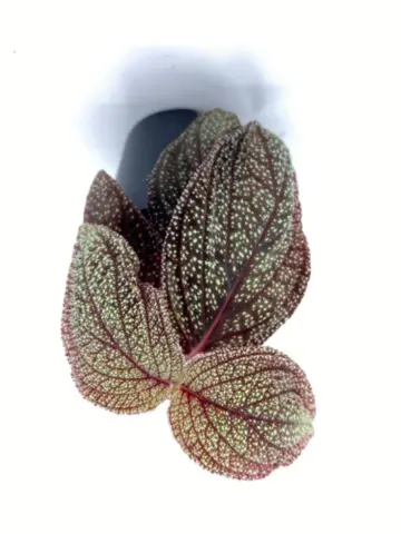 Terrarium planten te koop