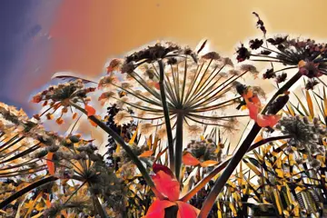 Fine Art Print Henk Adriani