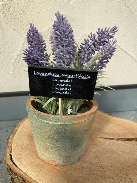 LAVENDELPLANT IN TERRA POTJE Groot NIEUW