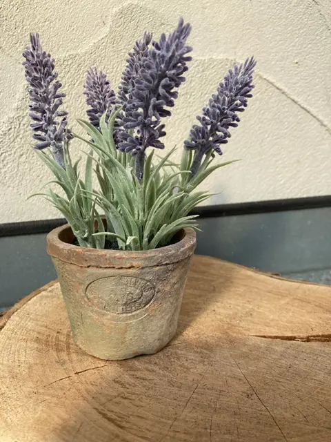 LAVENDELPLANT IN TERRA POTJE NIEUW