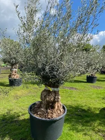 BONSAI OLIJFBOOM TE KOOP