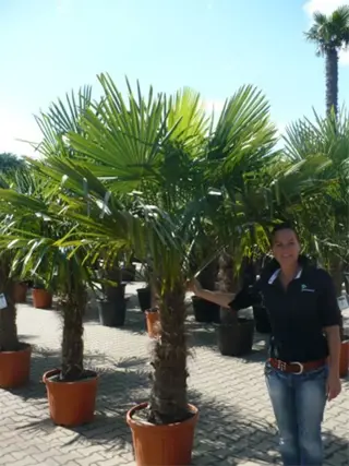 Mooiste Trachycarpus fortunei palmbomen van Nederland.