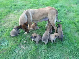 Pups te koop