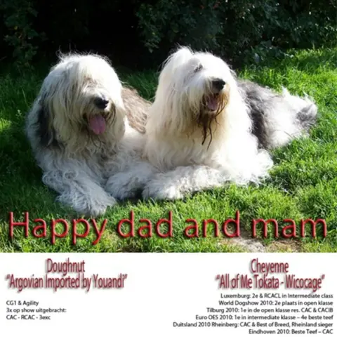 Bobtail pups te koop