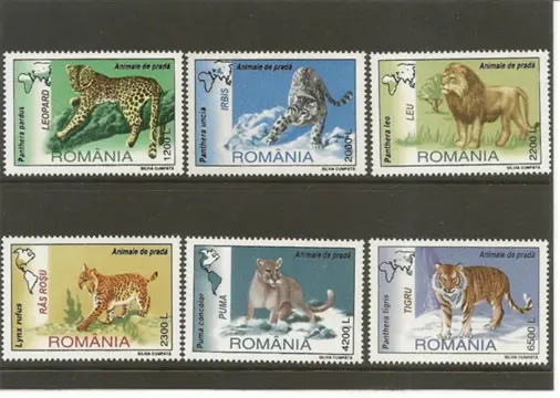 Big cats uit Roemenie