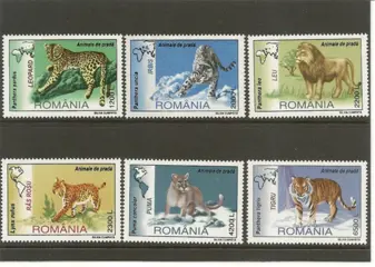 Big cats uit Roemenie