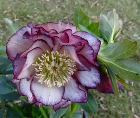 Helleborusdagen in de Noordoostpolder