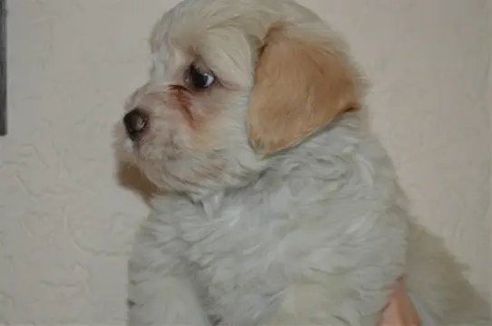 Nest shih tzu - malthezer