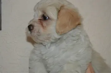 Nest shih tzu - malthezer