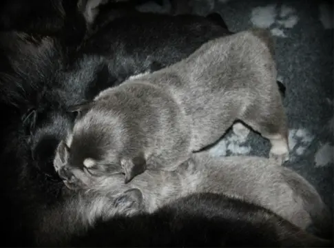 Tibetaanse Mastiff pups met Stamboom