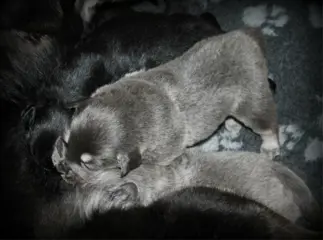 Tibetaanse Mastiff pups met Stamboom