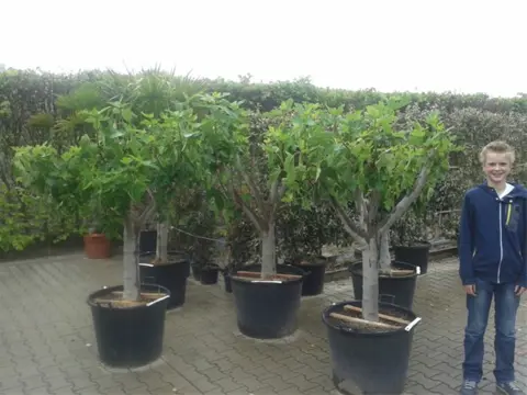Ficus carica vijgenboom / vijgenbomen te koop!!!