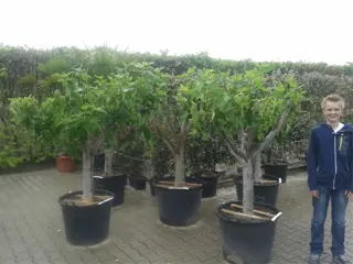 Ficus carica vijgenboom / vijgenbomen te koop!!!