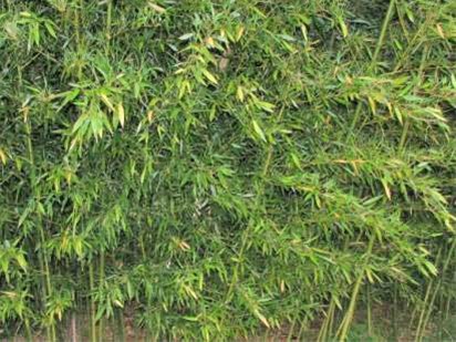 Phyllostachys bissetii bamboe planten te koop!!!!