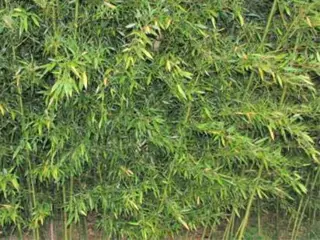Phyllostachys bissetii bamboe planten te koop!!!!