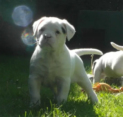 Mogen nu mee! Amerikaanse Bulldog pups