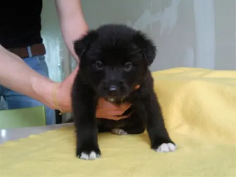 Pups border/ husky mix