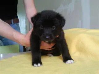 Pups border/ husky mix