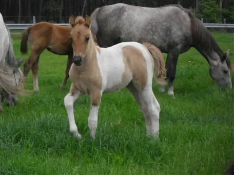 Aan- en verkoop van paarden en pony's