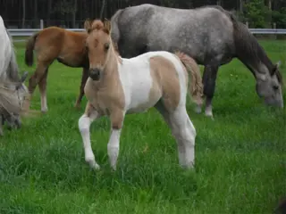 Aan- en verkoop van paarden en pony's