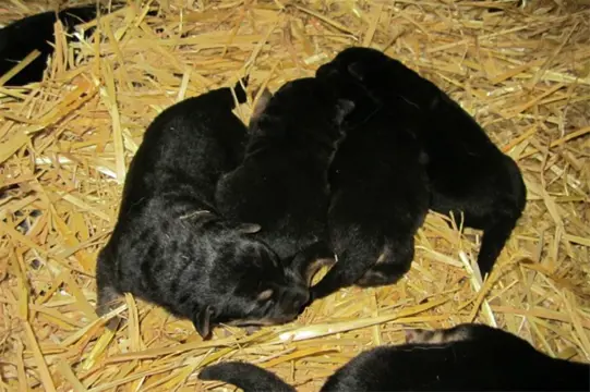 Duitse herder pups te koop