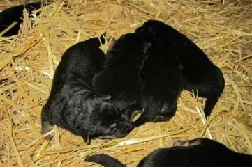 Duitse herder pups te koop